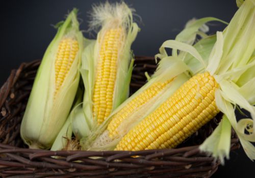 新季玉米即将上市价格或下跌,专家：来年或迎巨大利好！