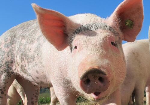 生猪规模化养殖场建设补助项目补贴多少？猪肉价格何时能降下来？