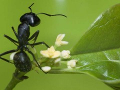 黑蚂蚁能治阳痿吗?