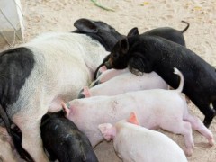 非洲猪瘟疫情、生猪调运政策导致猪价北跌南涨,后续生猪价格如何？