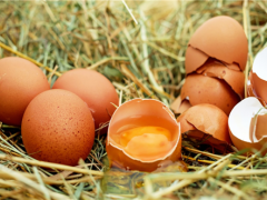 鸡蛋价格11月下旬或将升高,专家分析主要受气温与供求关系影响
