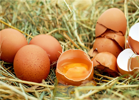 鸡蛋价格11月下旬或将升高,专家分析主要受气温与供求关系影响