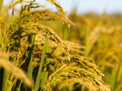 正常情况下水稻亩产是多少斤？2019年还有种植补贴政策吗？