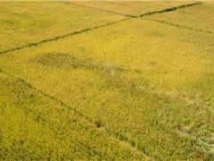 袁隆平团队在内蒙古试种耐盐碱水稻,亩产超千斤！