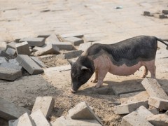 农业农村部:非洲猪瘟防控依然复杂严峻