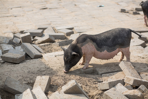 非洲猪瘟防控依然复杂严峻