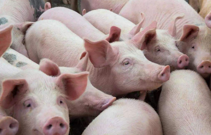 华东地区猪肉价格持续上涨,做好防控措施很重要！