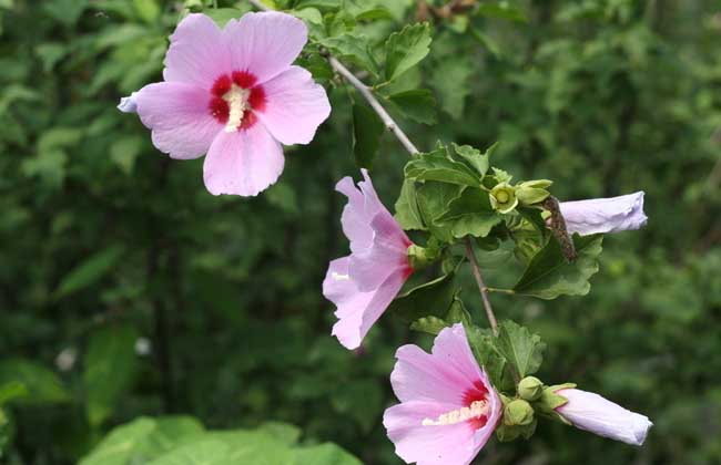 木槿花种类图片大全 达达搜
