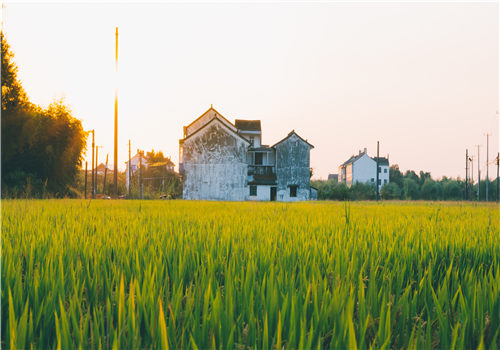 农村市场