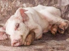 21省份非洲猪瘟疫区解除封锁！农业农村部：全面清理生猪屠宰企业！