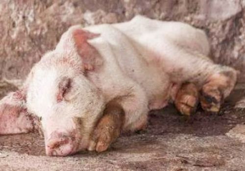 21省份非洲猪瘟疫区解除封锁！农业农村部：全面清理生猪屠宰企业！