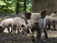 缓解猪价上涨压力,四川、山东、广东等地出台鼓励养猪惠农政策！