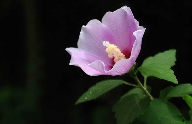 木槿花种类图片大全 达达搜