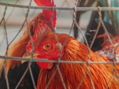 2019毛鸡最新价格上涨到15元一斤！养一只鸡能赚多少？