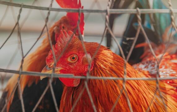 2019毛鸡最新价格上涨到15元一斤！养一只鸡能赚多少？