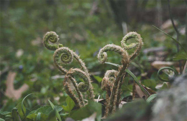 特色野菜