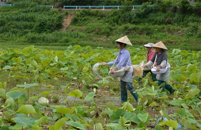 微量元素肥 施用 注意事项