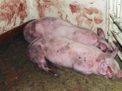 强制扑杀非洲猪瘟补贴标准为1200元/头,农业农村部将尽快兑现到养殖场
