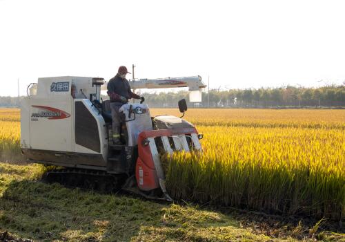 正常情况下水稻亩产是多少斤？2019年还有种植补贴政策吗？
