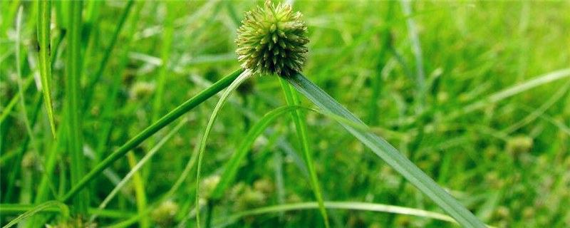 专除三棱草的除草剂有哪些？