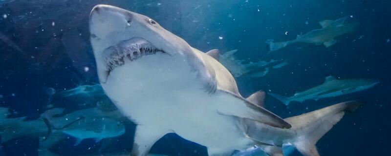 鲨鱼是保护动物吗