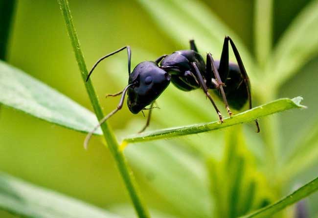 黑蚂蚁的营养价值及功效与作用