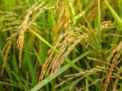 2019年关于水稻的补贴政策具体有哪些？
