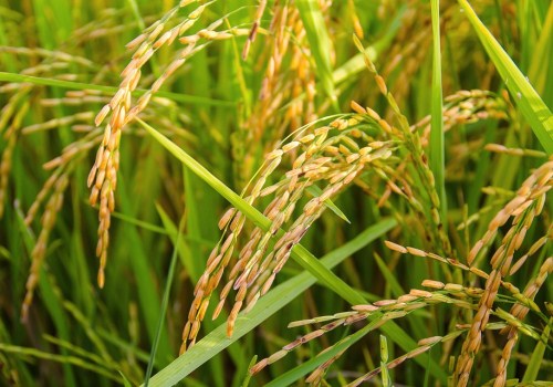 2019年关于水稻的补贴政策具体有哪些？