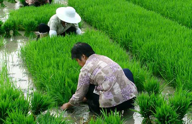 芒种是什么意思