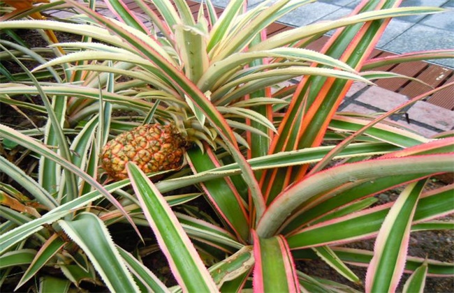 鸿运当头种类及图片大全 达达搜 鸿运当头种类及图片大全 达达搜