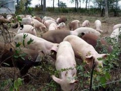 农业农村部发布非洲猪瘟最新防控要求：落实各项扶持政策、防止超范