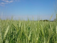 小麦价格逐步回稳,山西新小麦收购价格在1.26元/斤