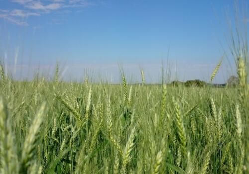 小麦价格逐步回稳,山西新小麦收购价格在1.26元/斤