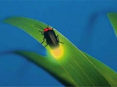 萤火虫进家里预示什么？它是吃什么长大的？