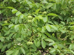 沙土地种植什么果树好