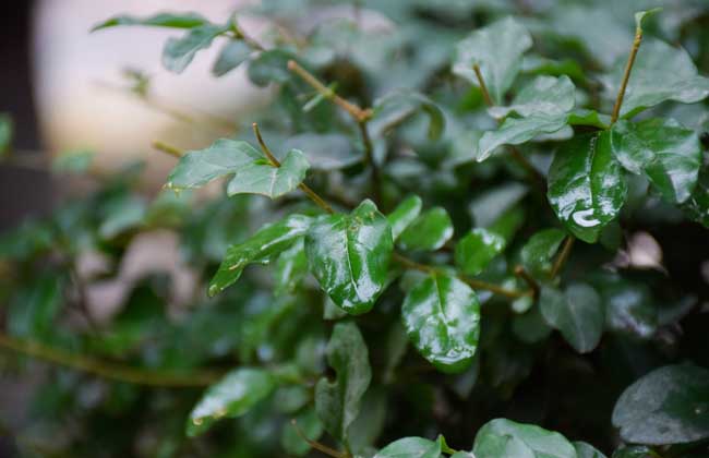 雨水节气是什么意思