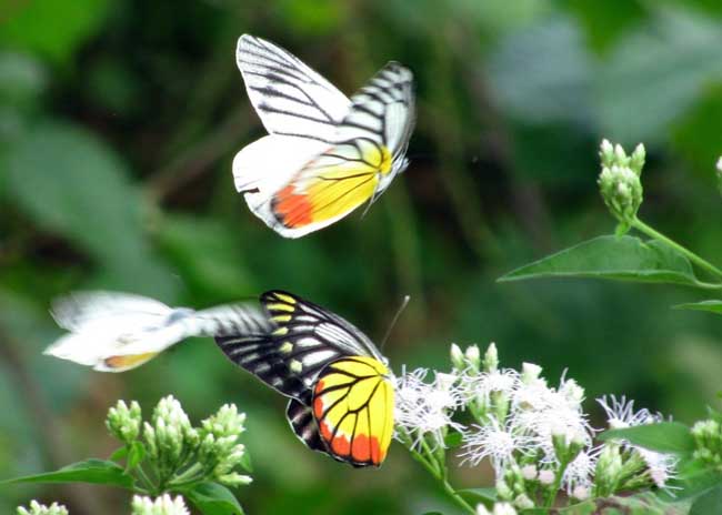 昆虫图片欣赏 达达搜
