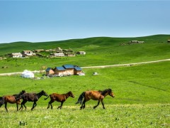 新疆“一村一品”：广阔天地,大有可为