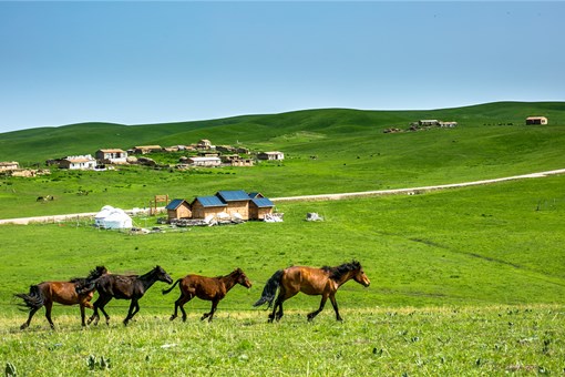 新疆草原特色畜牧业