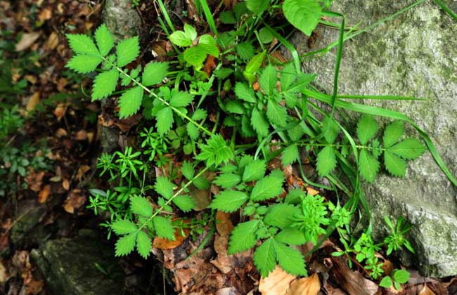 仙鹤草能防治癌症吗