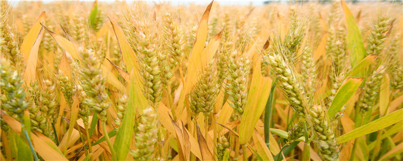 鲁原502小麦产量
