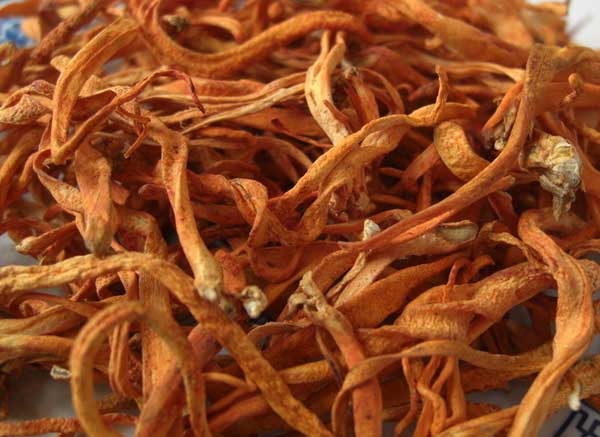 冬虫夏草花的功效与作用 达达搜 冬虫夏草花的功效与作用 达达搜