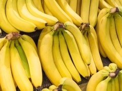 香蕉价格上涨果农扩种需谨慎选择品种