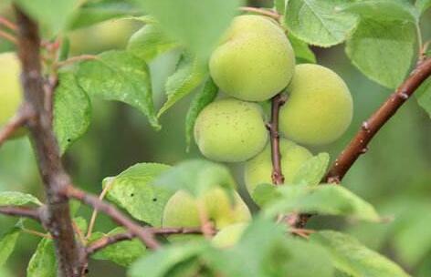 未成熟的桃子和桃仁有毒吗？