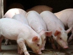 2019年起生猪养殖企业可享贷款贴息支持,比例最高达2%！