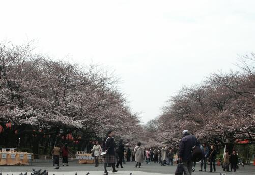 2019年日本樱花什么时候开？8大最佳观赏地大盘点！