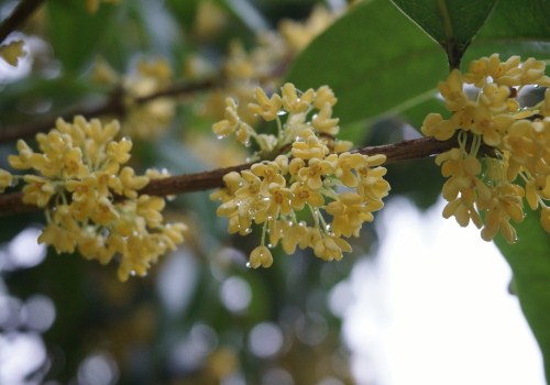 八月是什么季节？有什么花开或是应季水果？