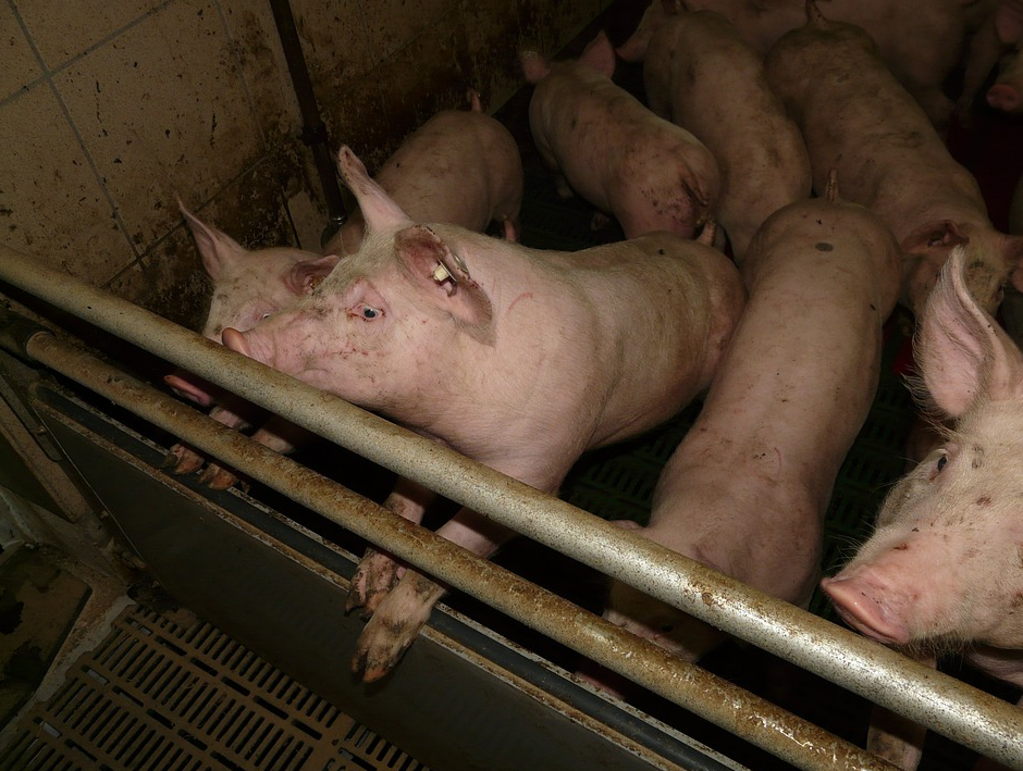 为什么你养猪不赚钱？生猪养殖经济效益低的4个原因！