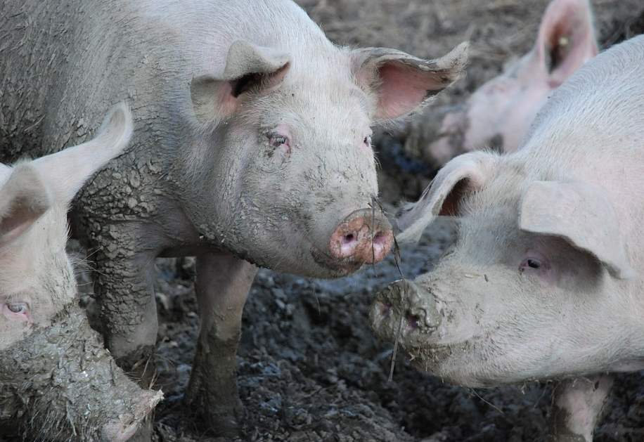 为什么你养猪不赚钱？生猪养殖经济效益低的4个原因！