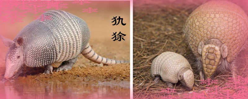 犰狳是什么动物
